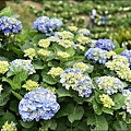 陽明山繡球花