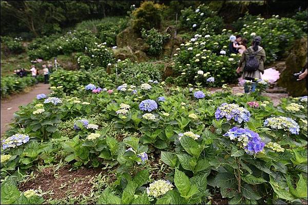 陽明山繡球花