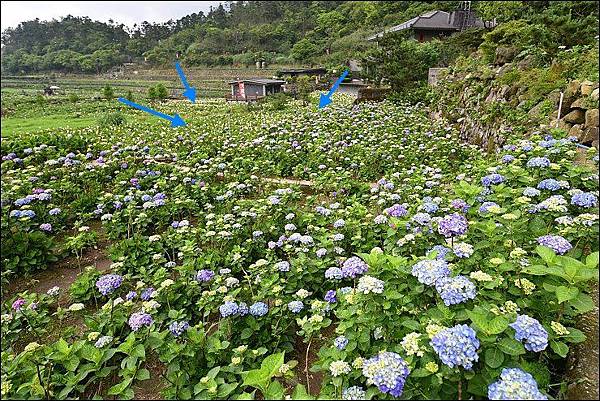 竹子湖繡球花