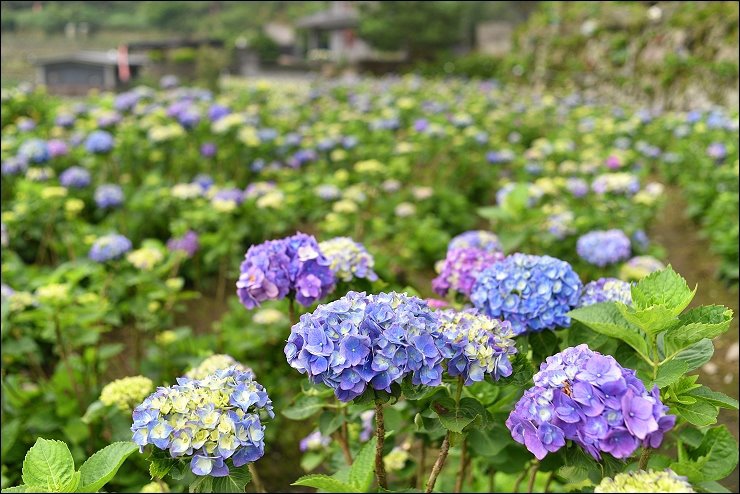 高家繡球花田