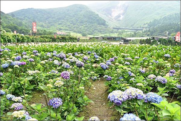 高家繡球花田