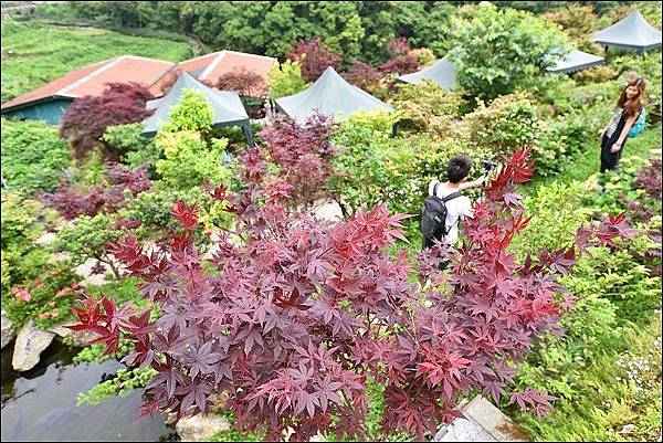 大賞園繡球花