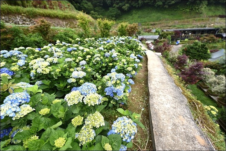 大賞園繡球花