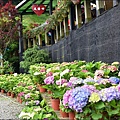 大賞園繡球花