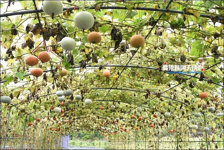 南瓜隧道 南瓜隧道