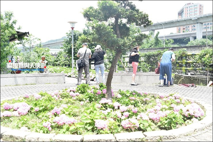 泰山繡球花