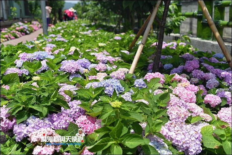 泰山繡球花