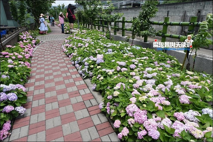 台北繡球花