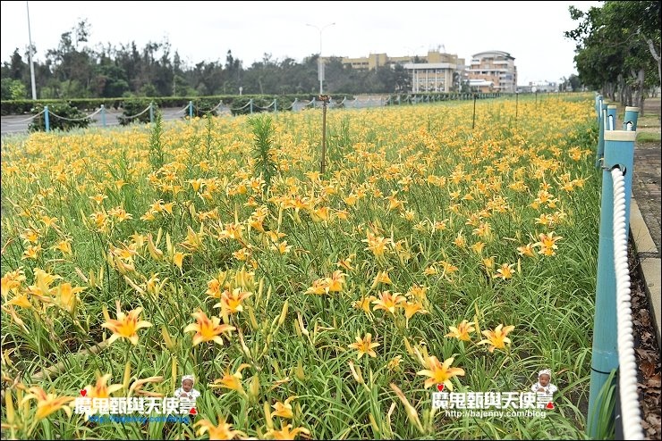 台中金針花