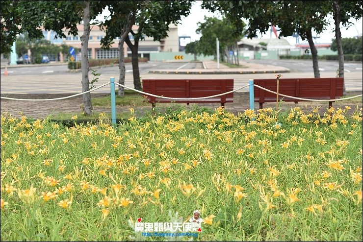 台中金針花