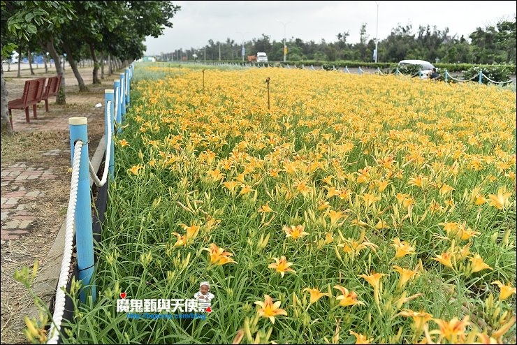 平地金針花