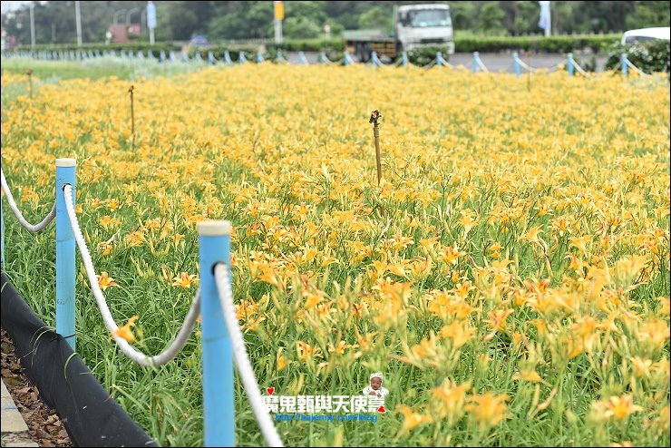 平地金針花 平地金針花