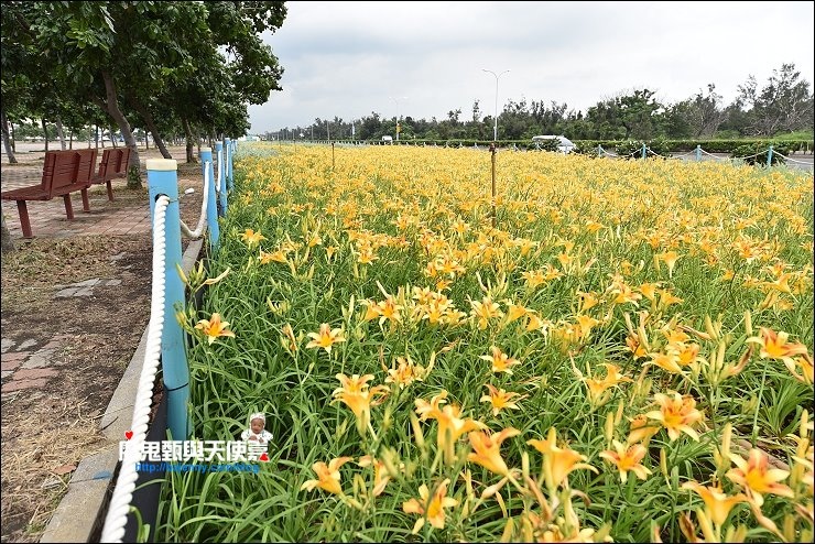 平地金針花