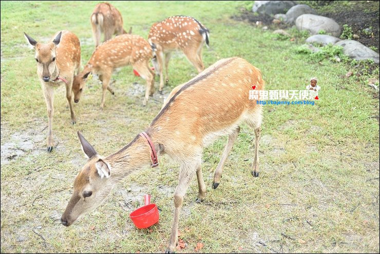 梅花鹿餵食