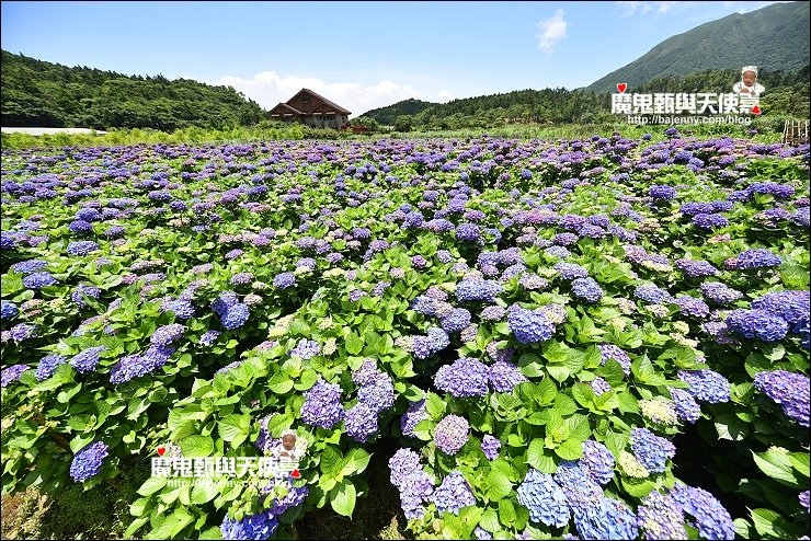 陽明山繡球花