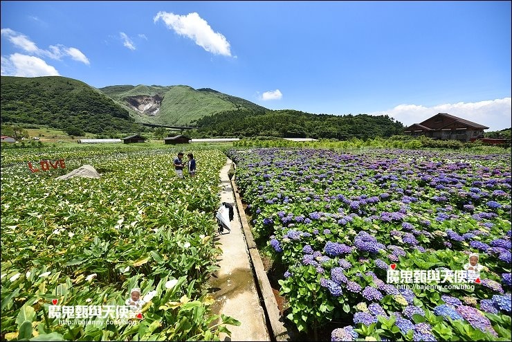 陽明山繡球花