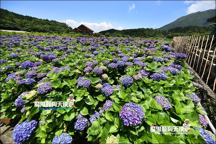 陽明山繡球花