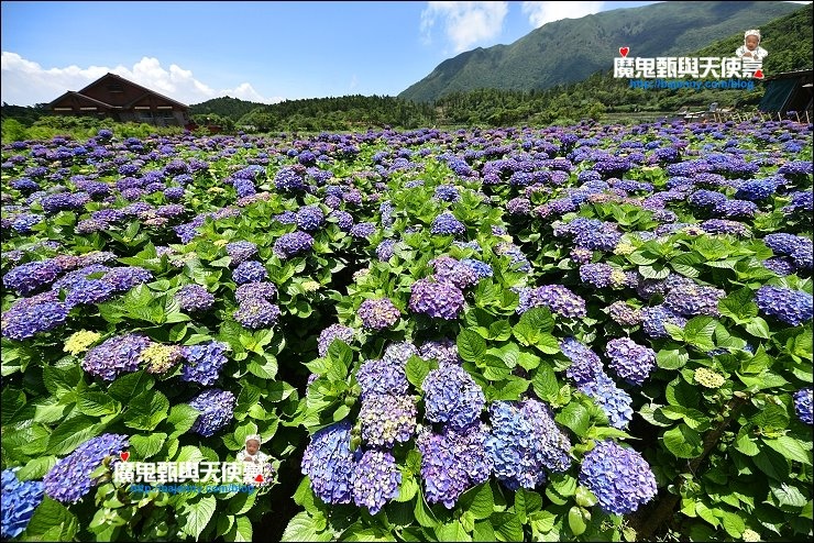 陽明山繡球花