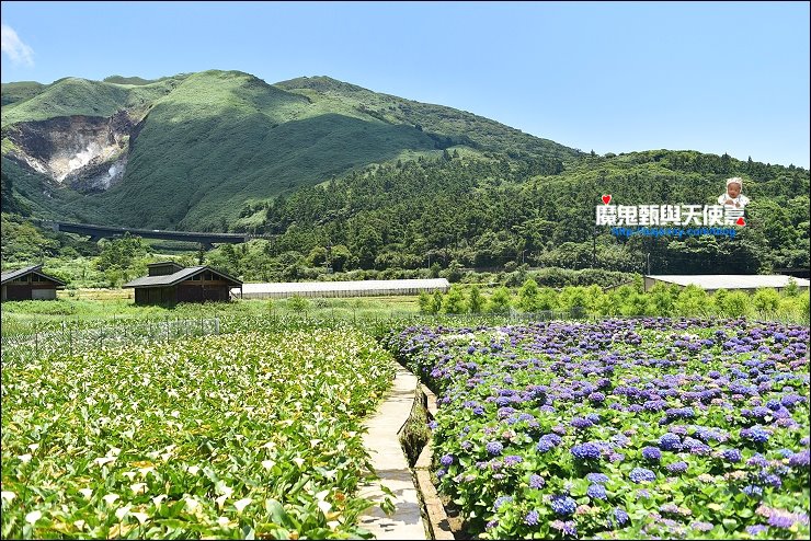 陽明山繡球花