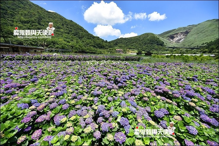 陽明山繡球花