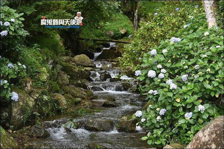 苗栗繡球花