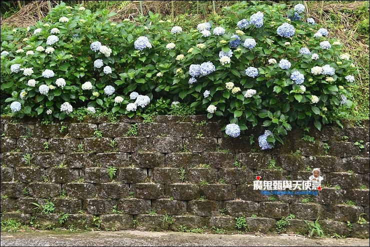 高山青農場