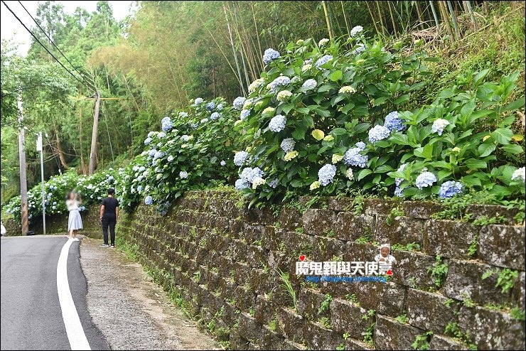 高山青農場