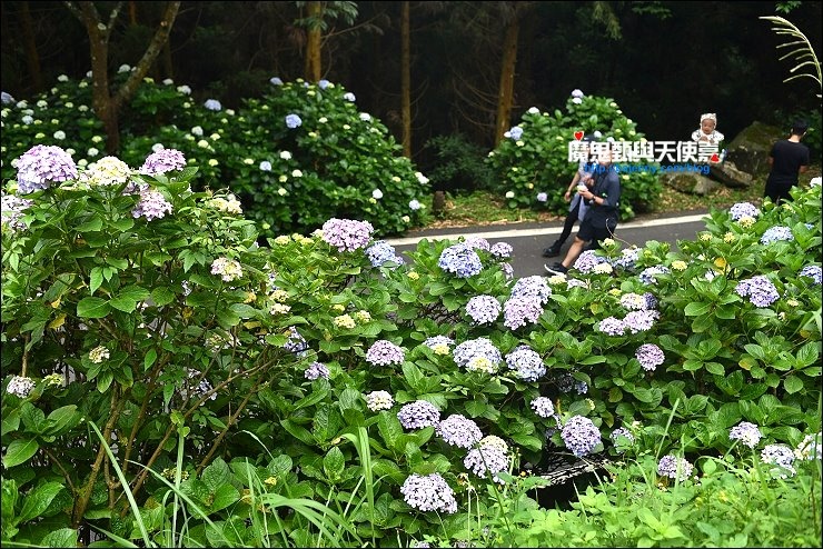 高山青秘境