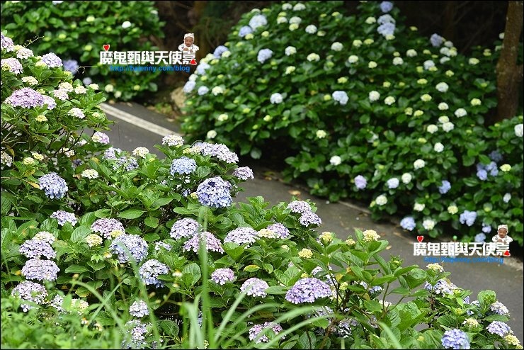 高山青繡球花