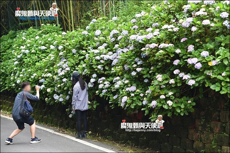 高山青繡球花