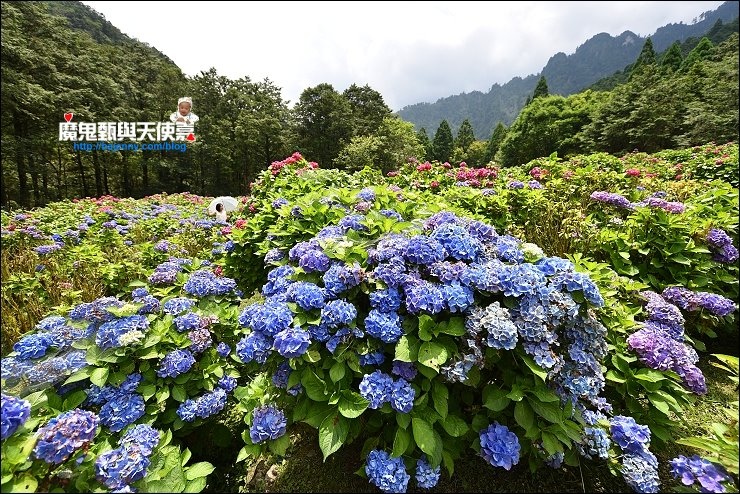 繡球花秘境