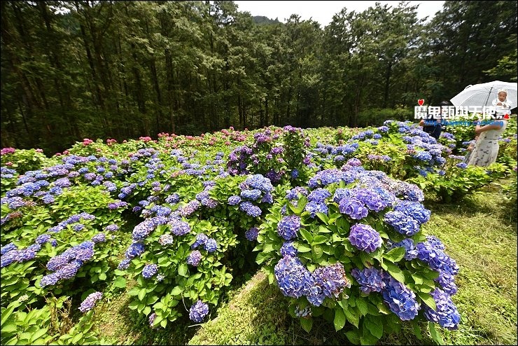 繡球花秘境