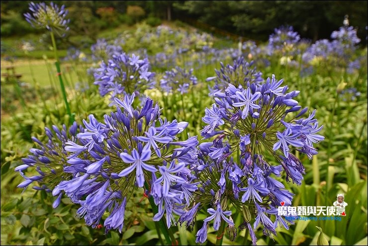 繡球花