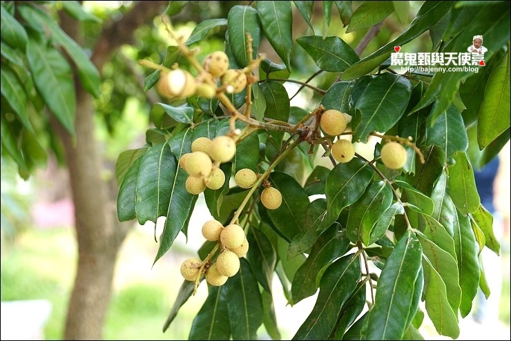 竹南美食