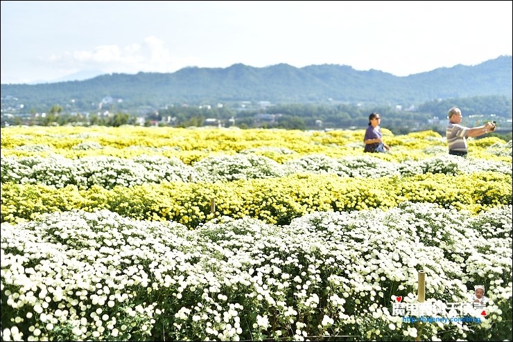 銅鑼杭菊