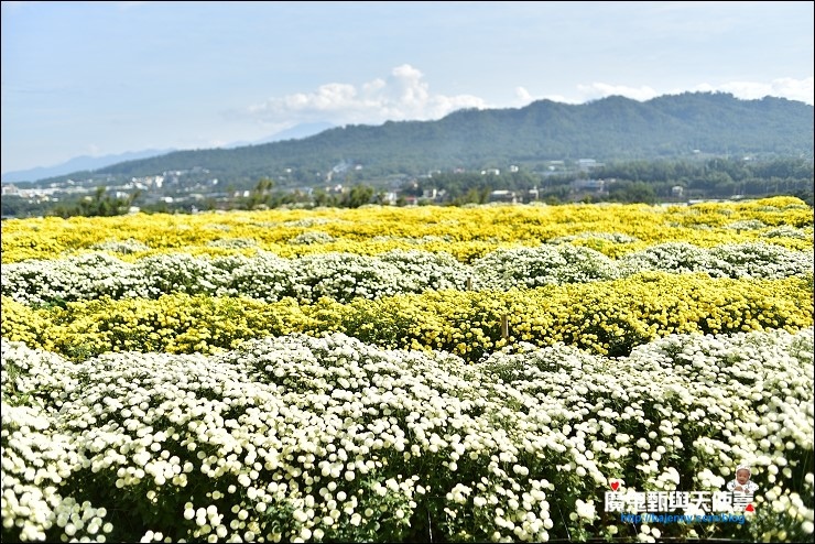 銅鑼杭菊