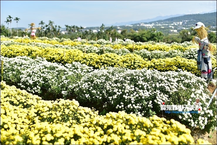 銅鑼杭菊