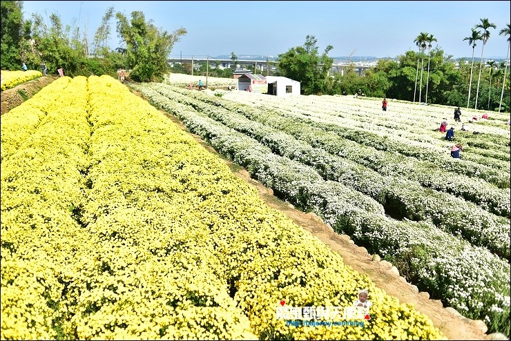 銅鑼杭菊