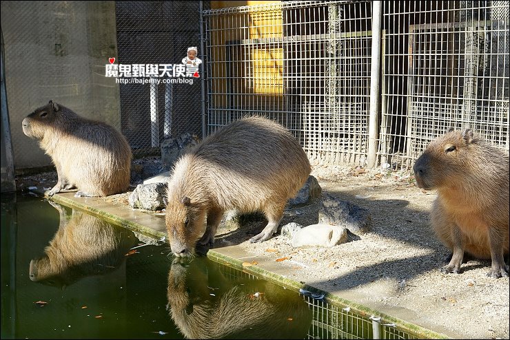 東武動物園