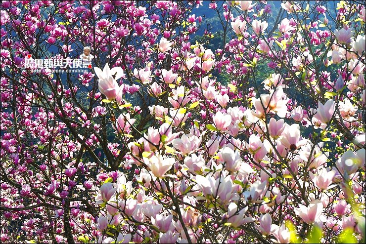 淡水小坪頂三空泉 淡水小坪頂三空泉