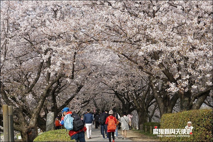 京都背割堤