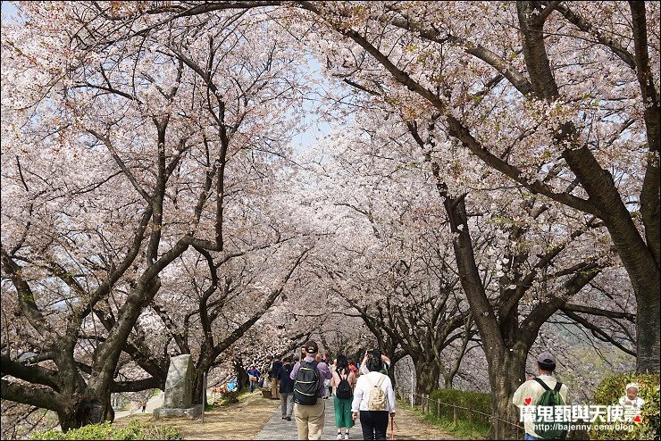 京都背割堤