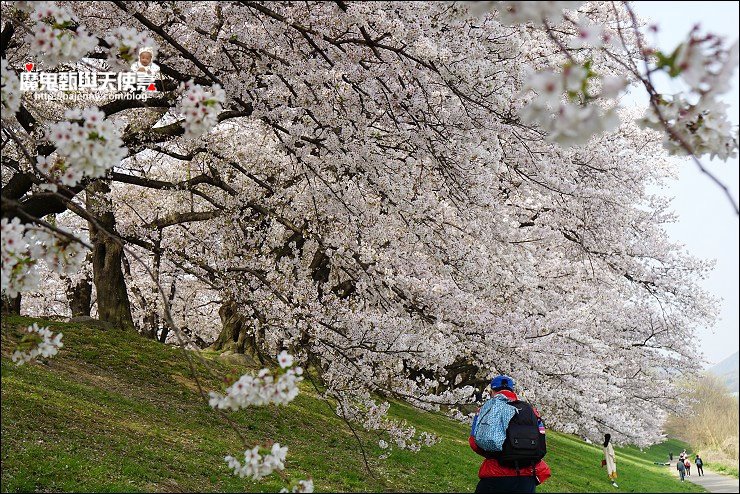 京都背割堤