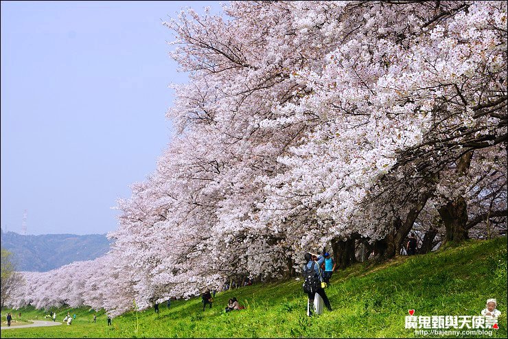 京都背割堤