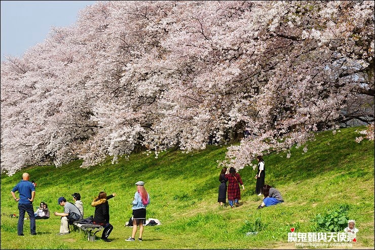 京都背割堤