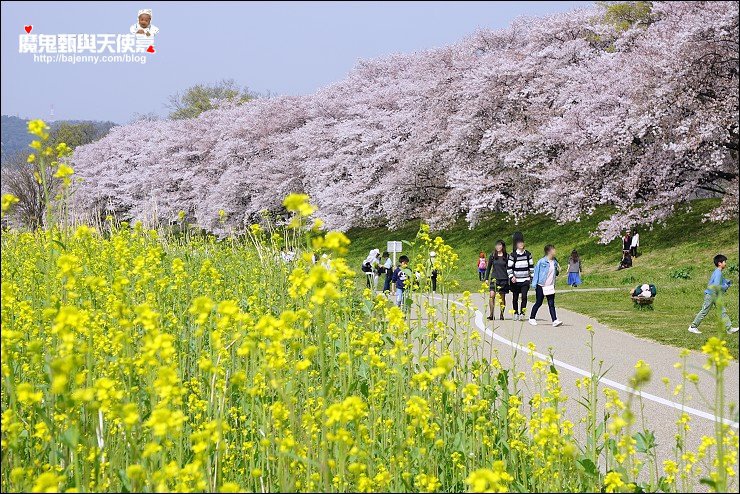 京都背割堤