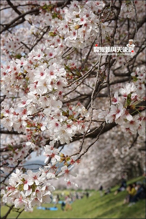 京都背割堤