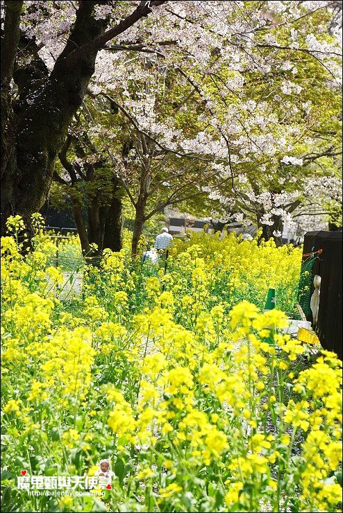 山科疏水