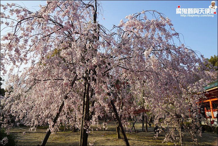 關西 京都 平安神宮櫻花盛開 夜櫻加碼音樂會超強組合 18 4 2最新花況 平等院夜櫻4 5 4 9期間限定 魔鬼甄與天使嘉 痞客邦