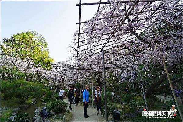關西 京都 平安神宮櫻花盛開 夜櫻加碼音樂會超強組合 18 4 2最新花況 平等院夜櫻4 5 4 9期間限定 魔鬼甄與天使嘉 痞客邦 關西 京都 平安神宮櫻花盛開 夜櫻加碼音樂會超強組合 18 4 2最新花況 平等院夜櫻4 5 4 9期間限定 魔鬼甄與天使嘉 痞客邦
